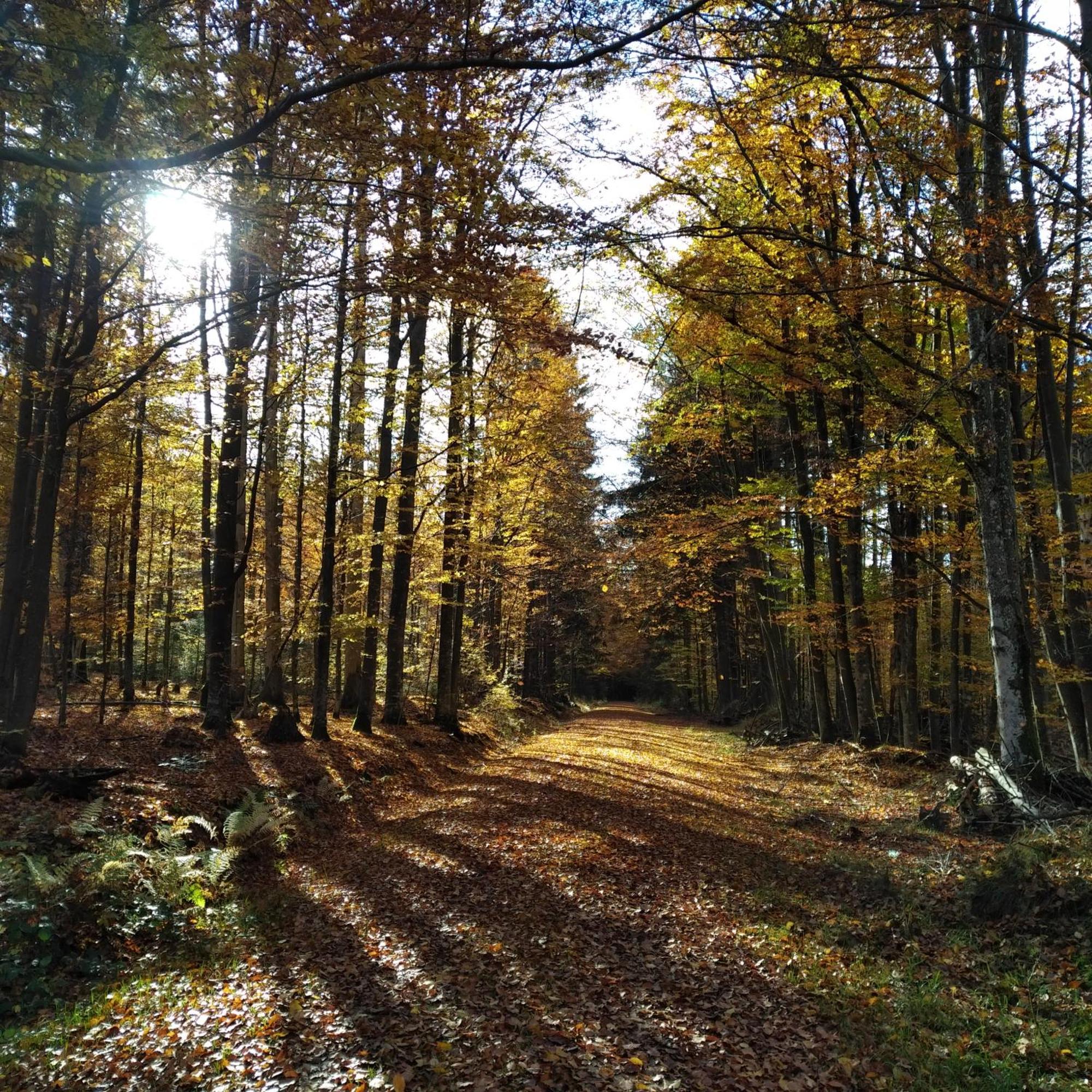 Haus Jaegerfleck, Ihre Ferienwohnungen Am Nationalpark Bayerischer Wald Spiegelau Exterior foto